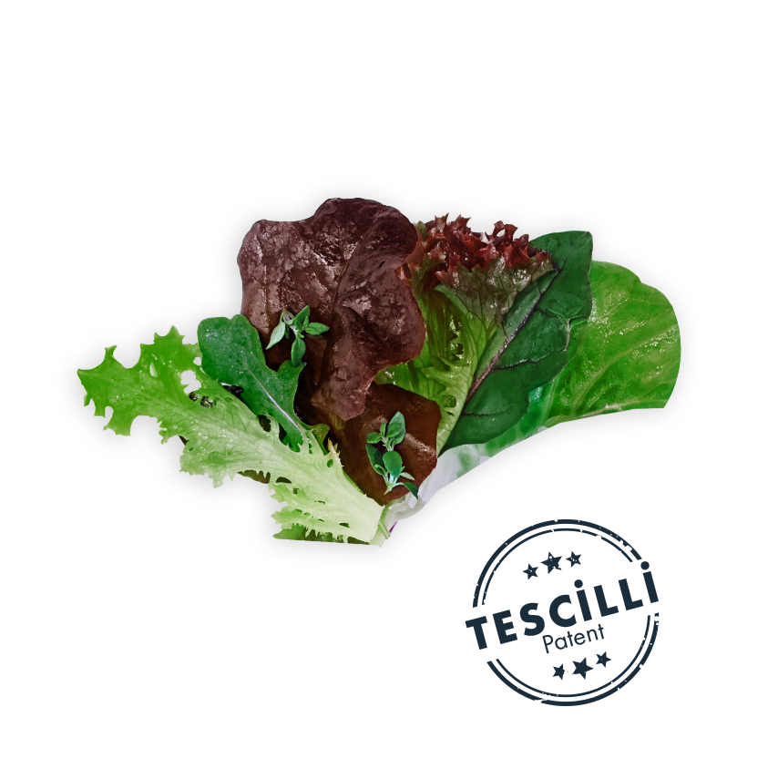 Dağ Salata (Kekikli)